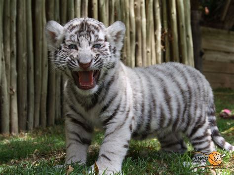 Cute Baby White Tigers Wallpapers Top Những Hình Ảnh Đẹp