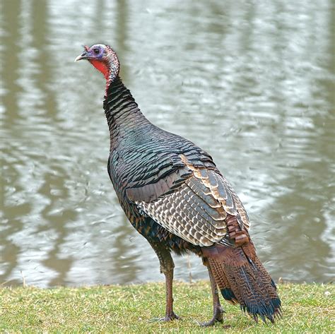 Investigating Emerging Disease In Wild Turkey Populations Cornell