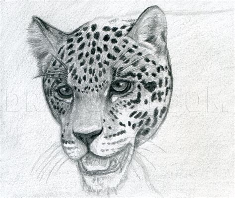 How To Draw A Realistic Jaguar Step By Step Drawing Guide By