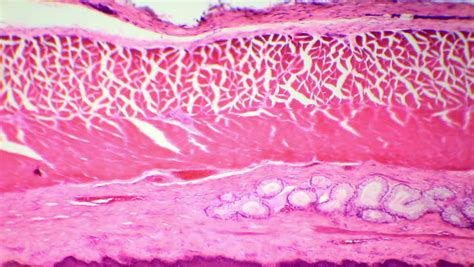 Stratified Squamous Epithelium Under The Stock Footage Video 100