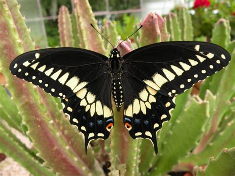 Male Black Swallowtail After Emerging