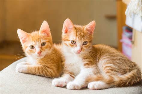 Cats Cute Ginger Kittens Stock Photo Download Image Now Istock