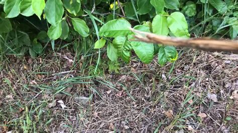 How To Identify Poison Ivy In Connecticut Poison Ivy Identification