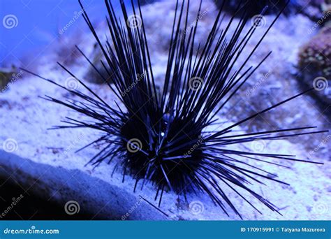 Sea Urchin On The Reef Sea Urchin In The Aquarium Stock Image Image