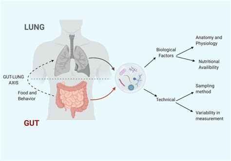 Challenges In Understanding Lung Microbiome It Is Not Like The Gut