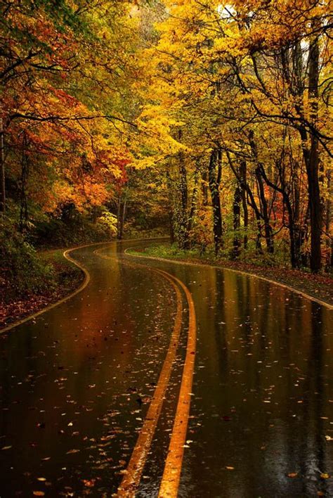 Download Autumn And Rainy Path Autumn Hd Wallpapers Hd Wallpaper Or