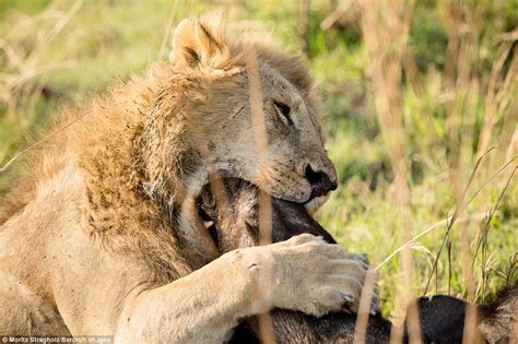 Moritz Stragholz Captures 2 Prowling Lions Attack A Large Buffalo In The Serengeti Daily Mail