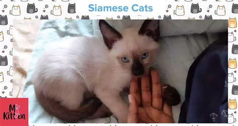 Buy Siamese Kitten Cat For Sale Online In India At Best Price