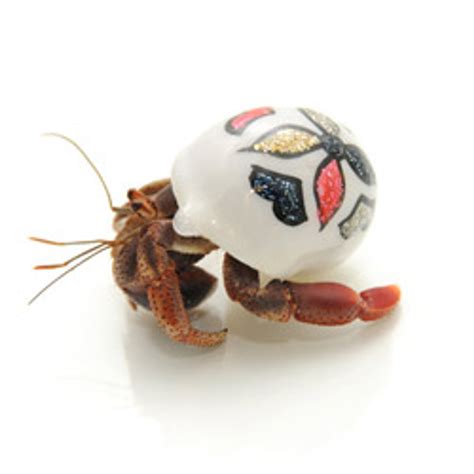 Hand Paint Hermit Crab From
