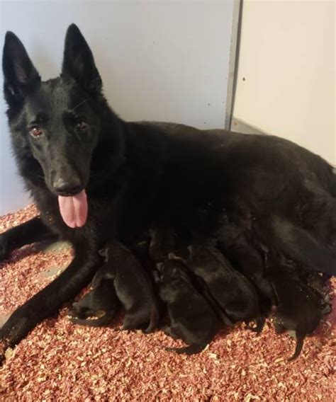 German Shepherd Puppies For Sale Indiana Gsd Puppies In