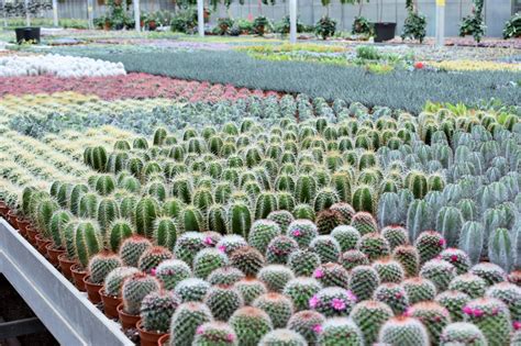Your front yard is the first thing that people sees when looking at your home. 27,000 Succulents & 17,000 Cacti - Colasanti's Tropical ...