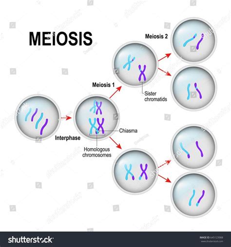 Meiosis Cell Division Interphase Illustration Labeled Stock Vector