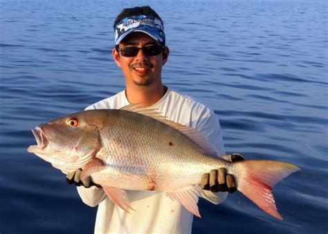 How To Catch Mutton Snapper