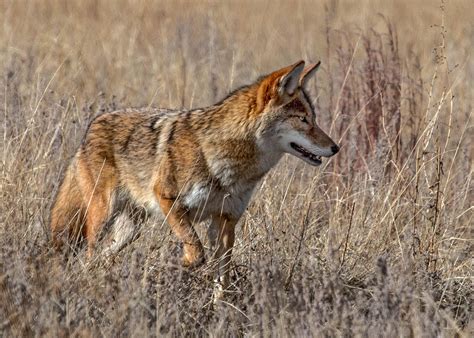 Coyote On The Hunt Photograph By Dawn Key Fine Art America