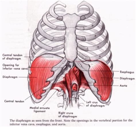 Great Info On Stretching And Strengthening The Diaphragm Psoaspain