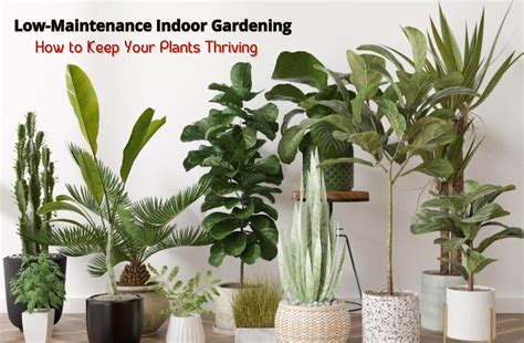 Low Maintenance Indoor Gardening How To Keep Your Plants Thriving