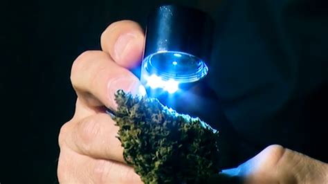 the cannabis connoisseur s essential toolbox green flower news