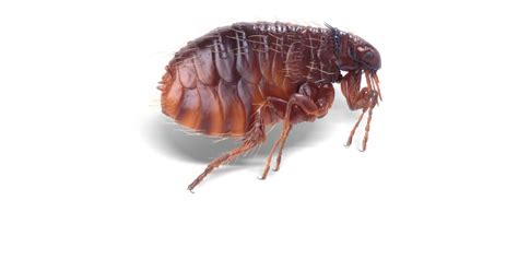 What Are Fleas Interesting Facts About Fleas Dk Find Out