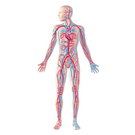 Anatomy Of Human Circulatory System Poster Print By Leonello