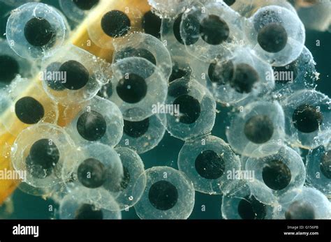Frog Eggs Hatching Development Of Nuclei Stock Photo Alamy