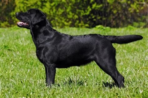 Canine Body Language A Lesson In Understanding Your Labrador Sonderlives