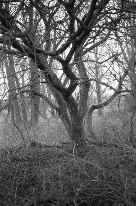 Woodland Trees Black And White Art Print By Paul Cooklin
