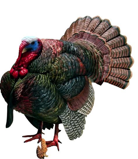 Beautiful Turkey Bird Png Hd Quality Png Play