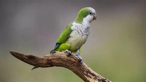 Green White Parrot Bird Is Standing On Tree Branch In Blur Background