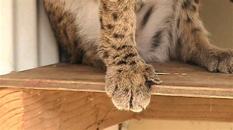 Declawing Cats Youtube