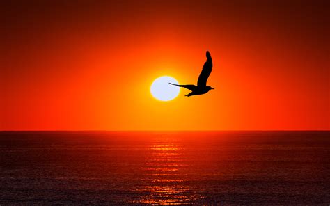 Sunset Sea Bird Silhouette Wallpapers Hd Wallpapers Id 21673