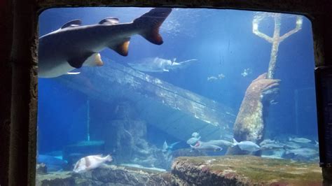 Long Island Aquarium Lost City Of Atlantis Shark Exhibit Zoochat