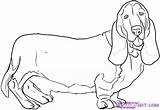 Hound Basset Coloring Dog Draw Drawings Dogs Getcolorings Animal sketch template