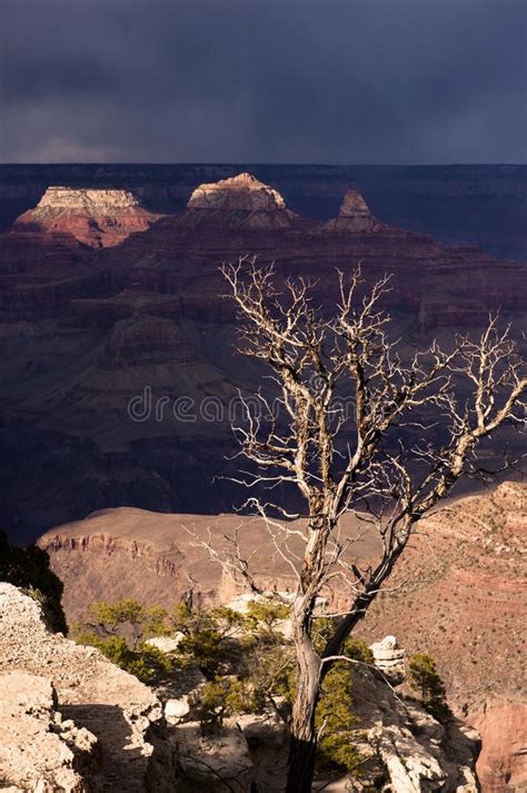 Green Trees In Grand Canyon Dramatic Light Stock Image Image Of