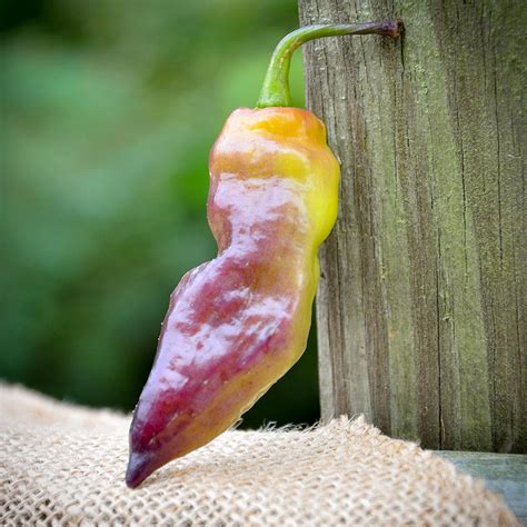 Yaki Blue Purple Ghost Pepper Hot Pepper Premium Seed Packet More