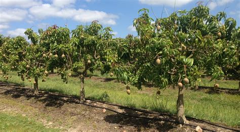 Darwin Mangoes Our Farms Piñata Farms