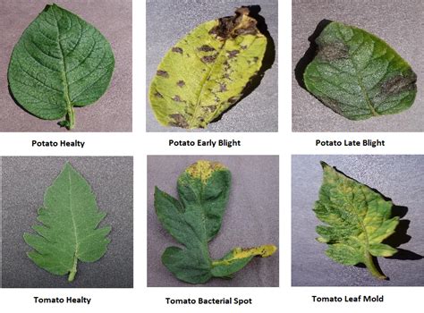 Week 2 Plant Disease Detection Theme Classification To Plants That Riset