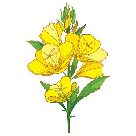 Evening Primrose Flower Illustrations Royalty Free Vector Graphics