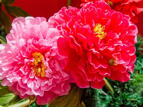Different Types Of Peony Flowers All About Peonies Interflora While
