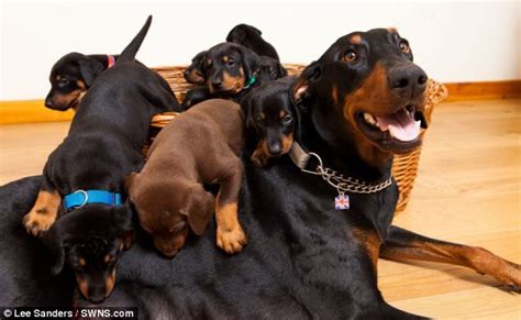 How Long Is A Doberman Pinscher Pregnant For