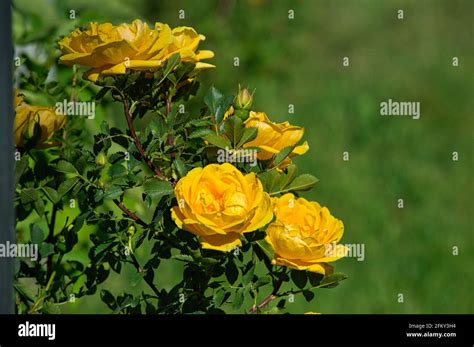 Flowers Of A Persian Yellow Rose In The Blurred Natural Background