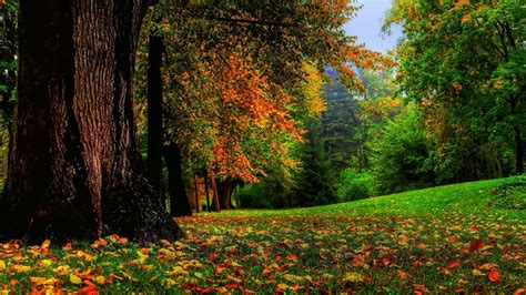 yellow brown  green leafed trees  daytime  hd