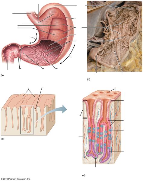 Figure 385 Cd Stomach Section Showing Rugae And Gastric Pits Diagram