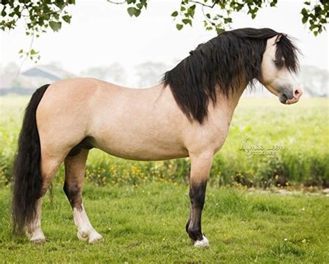 Welsh Cob Pretty Horses Pony Breeds Horse Breeds