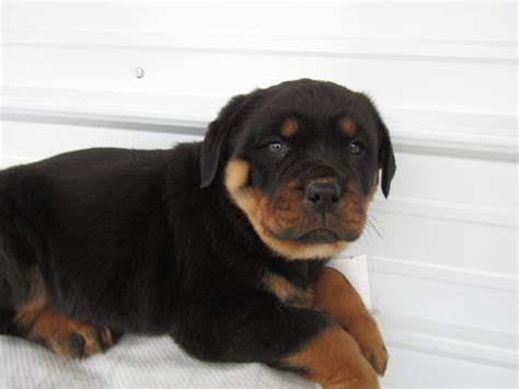 Von muntz rottweilers experience in the german rottweiler breed is legendary having competed in all venues around the world. Rottweiler Puppies For Sale | Kalamazoo, MI #319827