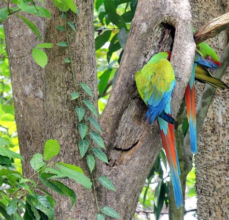 Great Green Macaw World Parrot Trust