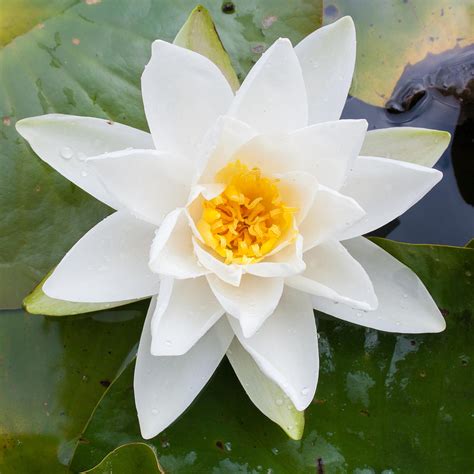 Water Lily Photograph By Semmick Photo Fine Art America