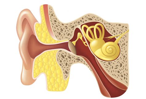 Anatomy Of Ears Popping Abba Humananatomy