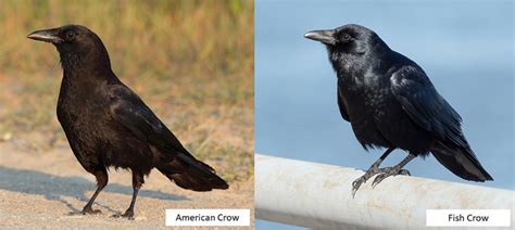 Species Profile Corvus Brachyrhynchos American Crow And Corvus