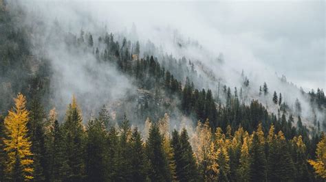 Misty Forest Wallpapers Top Những Hình Ảnh Đẹp