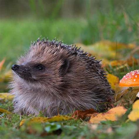 British hedgehog guide: where to see and how to help hedgehogs ...